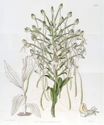 Habenaria procera